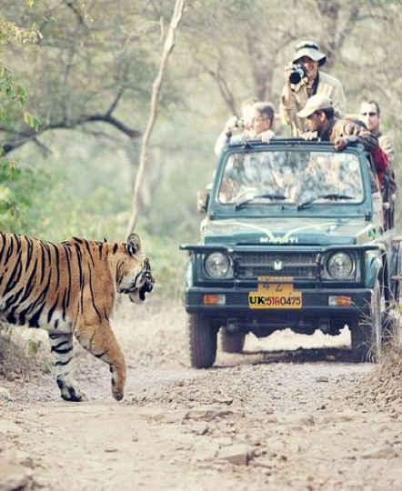 Jungle Safari in Rishikesh